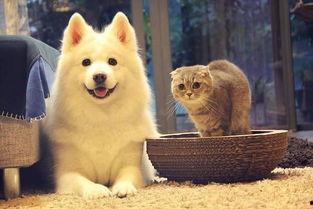 网红宠物p图,萌宠瞬间变“明星”